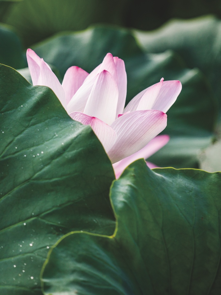 Lotus flowers blooming at Yudeung Yeonji Pond in Cheongdo