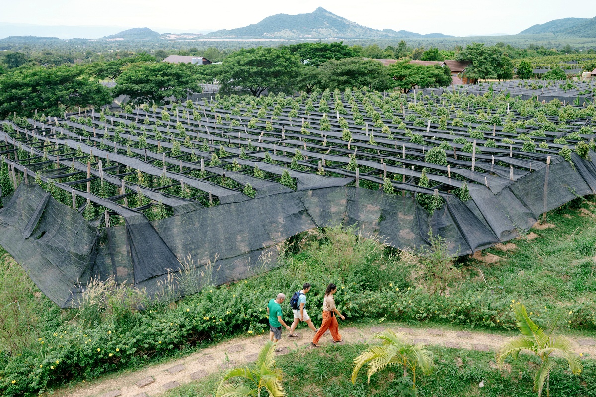 La Plantation 1