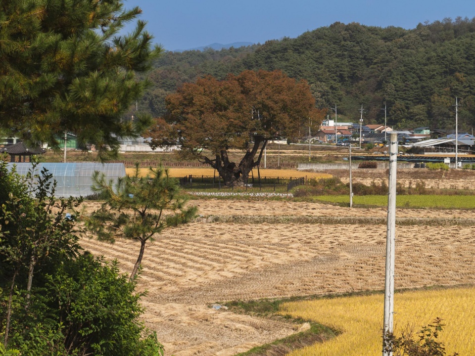 경북 영주 독채 숙소 소백산꽃차이야기 반려동물 동반 가능