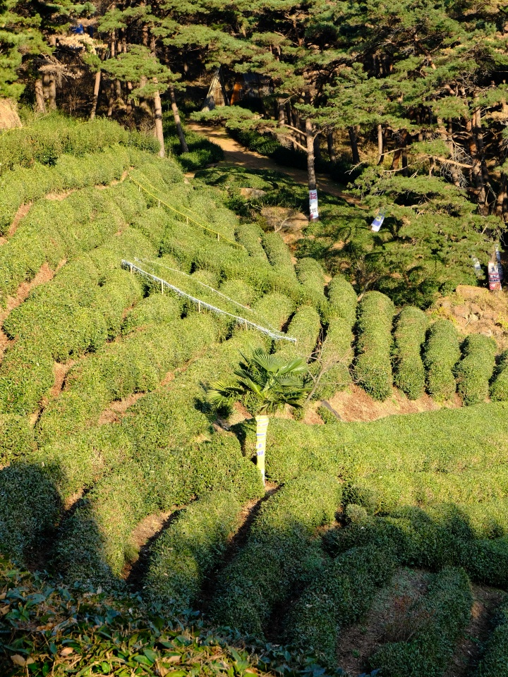 Ttasingol Green Tea Garden in Hadong, Gyeongsangnam-do, where picnics can be enjoyed against a backdrop of tea fields