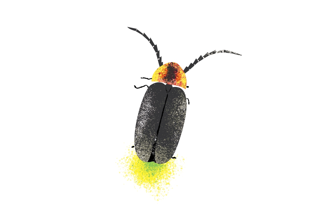 Fireflies in Muju, a firefly designated as a national natural monument