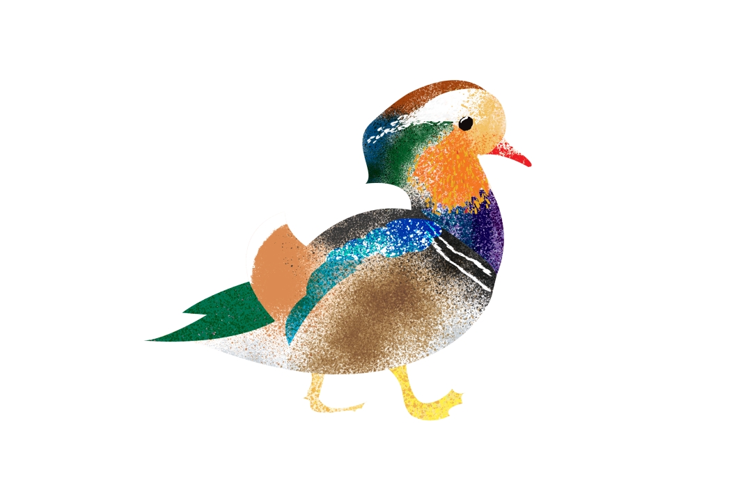 Mandarin duck, the official bird of Muju