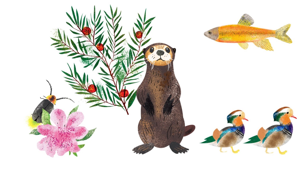 A Wildlife Wonderland — From Fireflies to Royal Azaleas, the Ecosystem of Muju