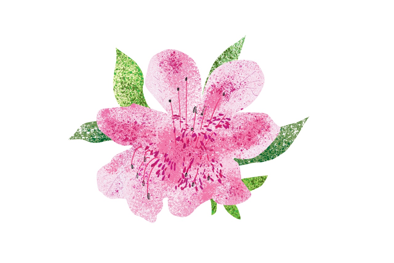 Royal azalea colony on Mount Deogyu in Muju, a famous azalea spot
