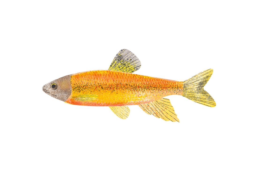 Chamgalgyeoni, a freshwater fish found in Muju