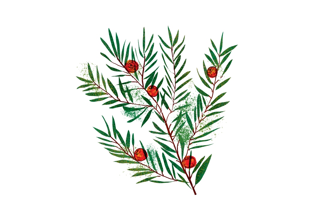 Muju’s county tree, the yew, growing on Mount Deogyu