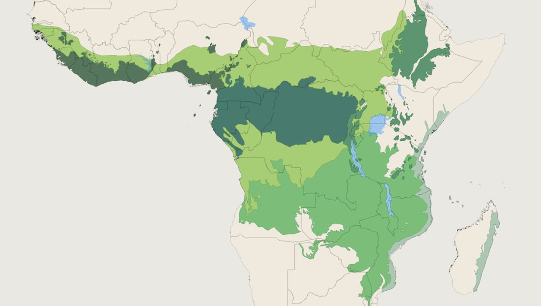마이크로소프트, ‘탄소 네거티브’ 가속…아프리카 열대우림 복원 전개
