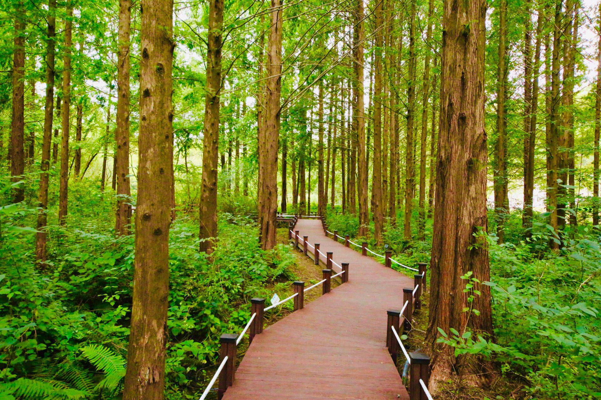 경기도, 평택·시흥·광주·이천에 ‘무장애 숲길’ 조성… 11억 녹색자금 투입