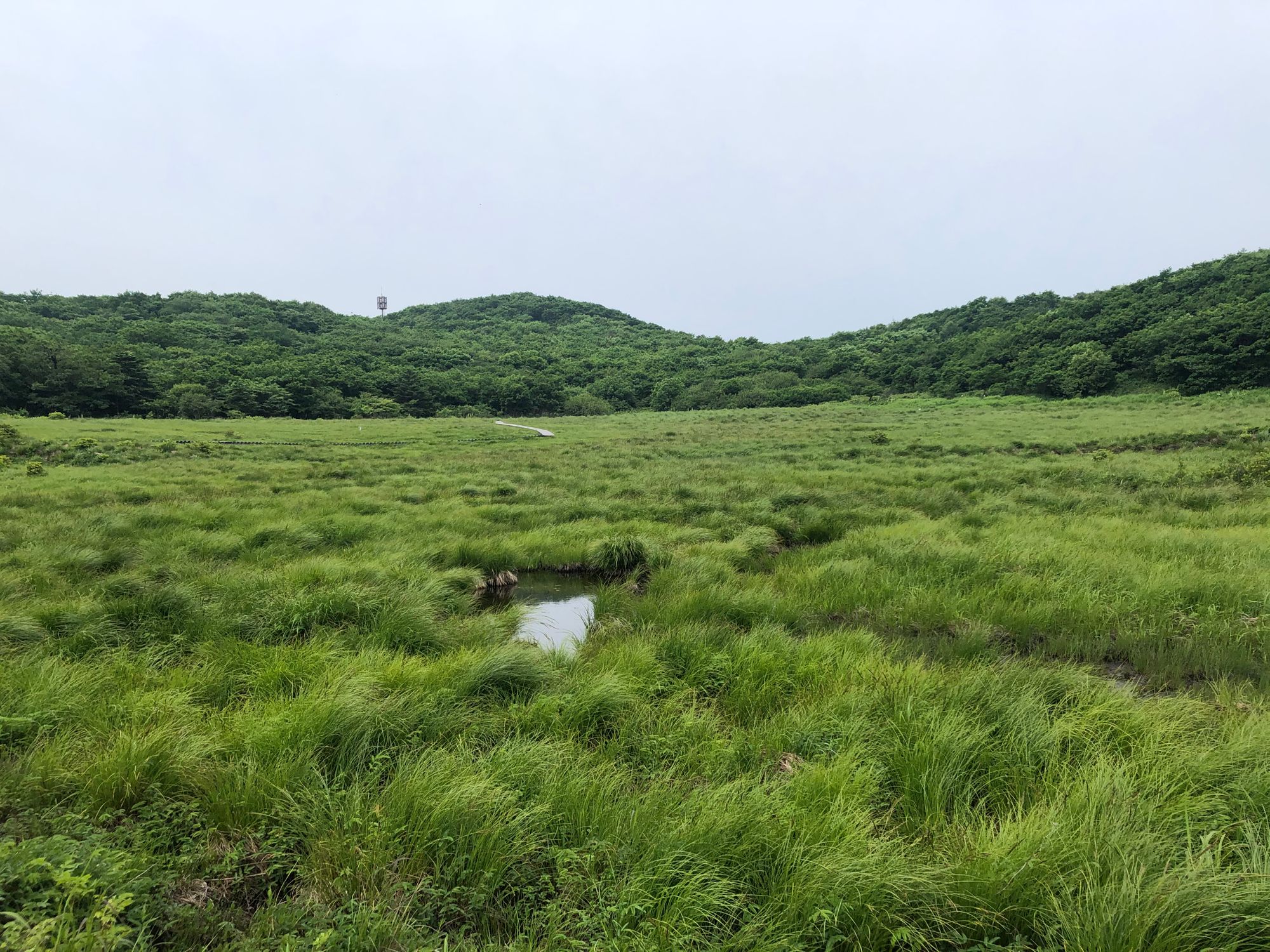 인제 용늪·인천 도서지역 확대 지정...생물다양성 보전지대 한층 넓어진다