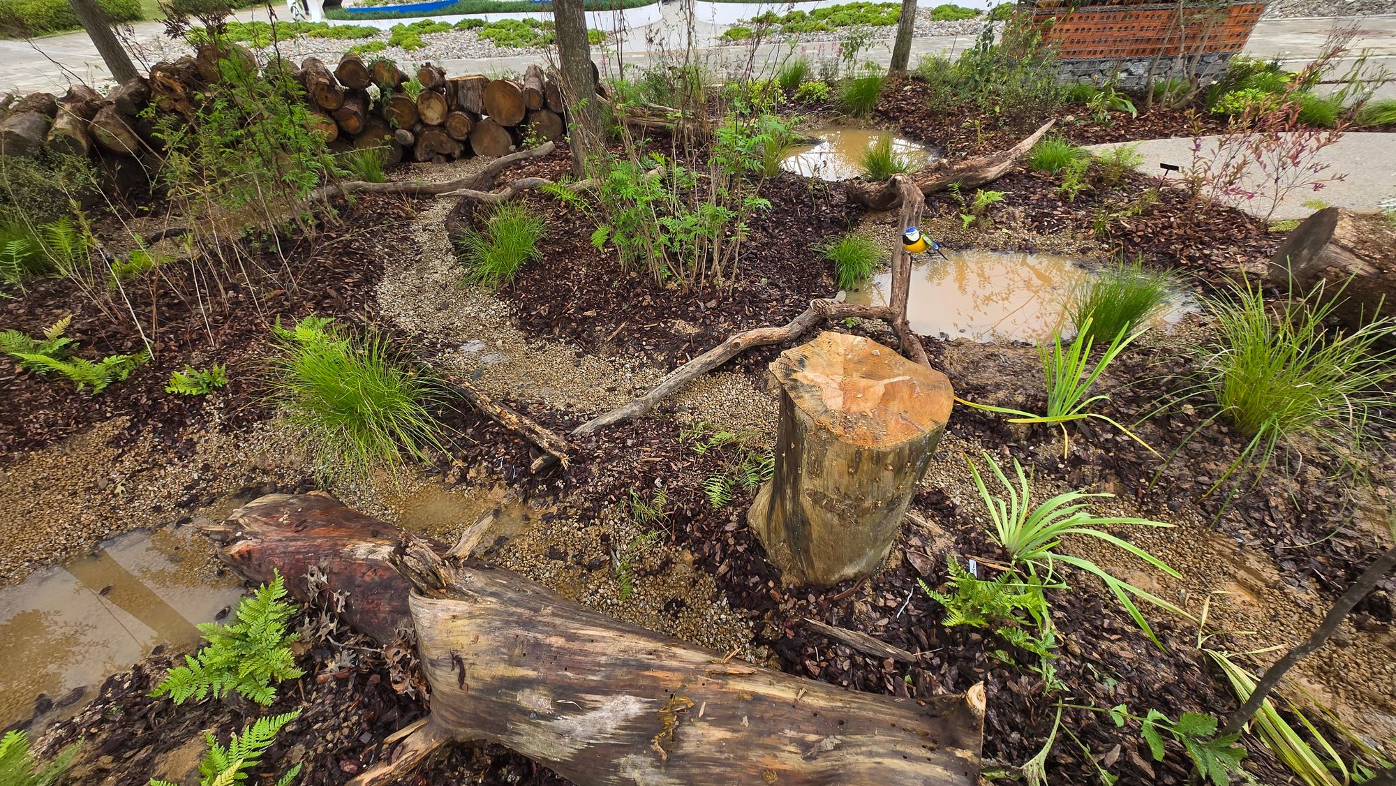 도시 속 나비의 쉼터… 국립수목원 ‘폴리네이터 정원’ 첫선