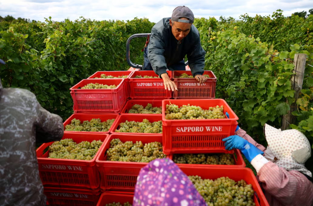 기후 덕 본 일본 와인 마을, 이제는 날씨가 걱정거리로