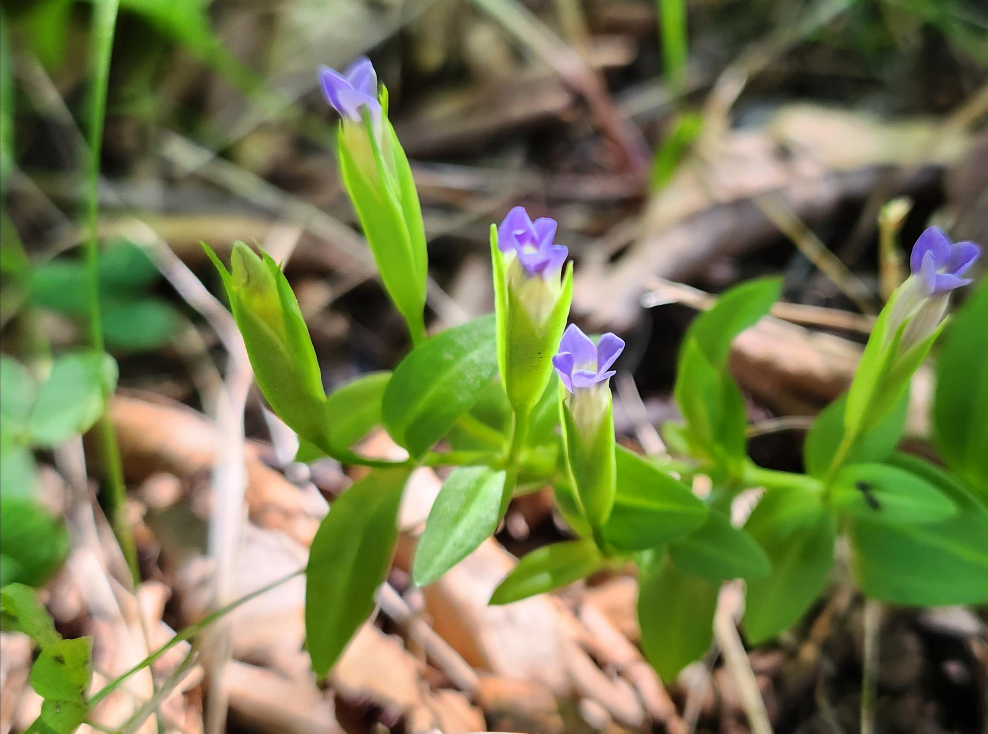 “태백산에 빙하기 식물이 산다” 살아있는 고대 식물의 마지막 피난처