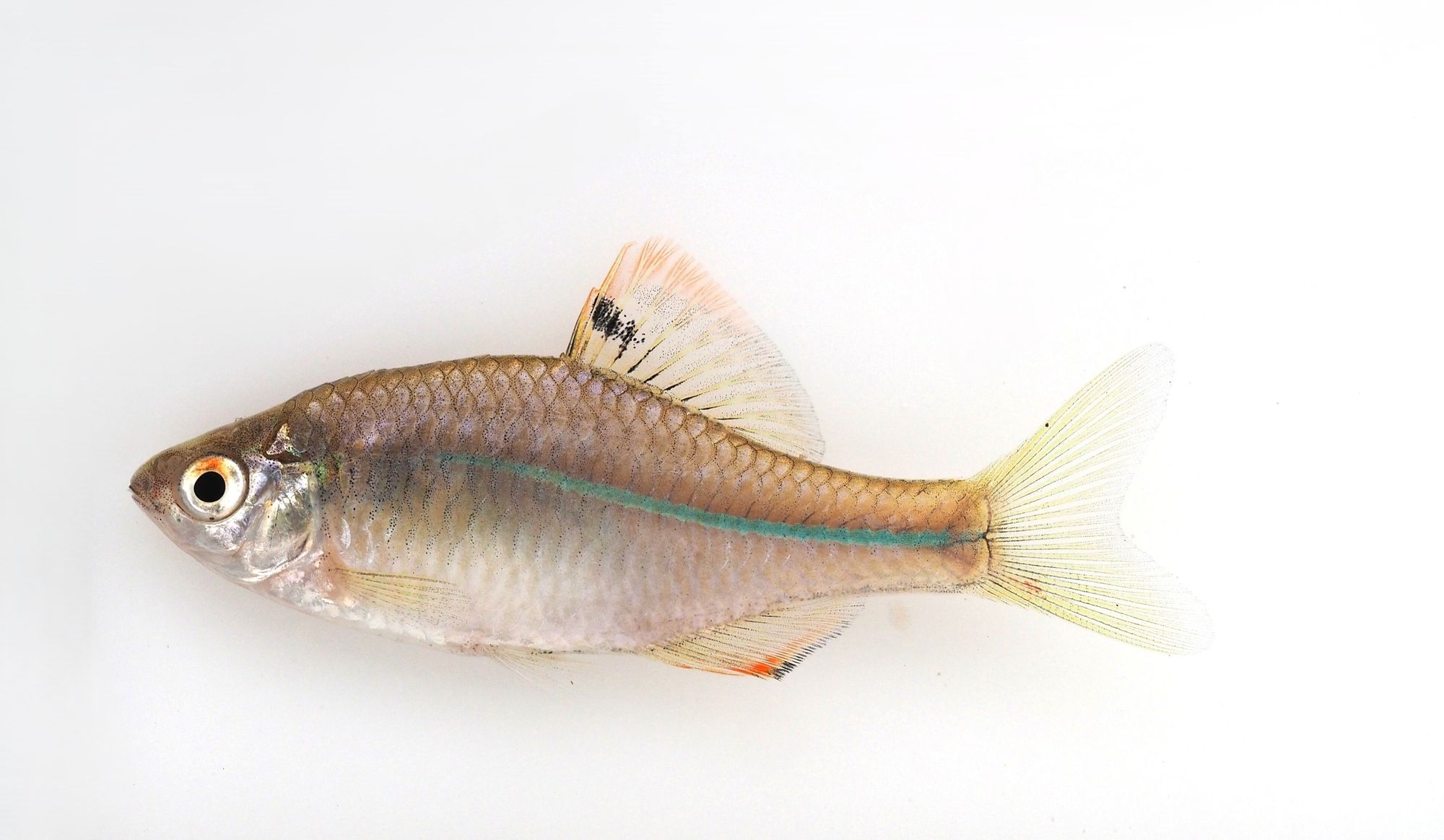 청계천 생태계 ‘회복력 입증’… 쉬리·참갈겨니 등 청정 지표종 다수