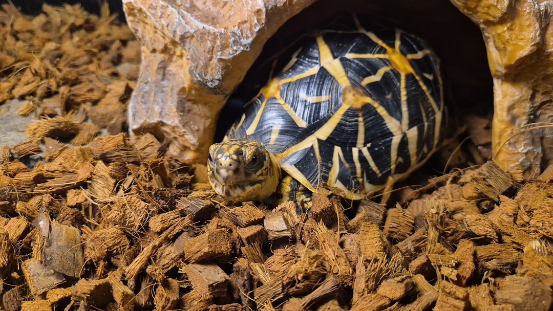 “샴악어, 새 보금자리로”… 국립생태원, 멸종위기동물 26마리 미국 이관