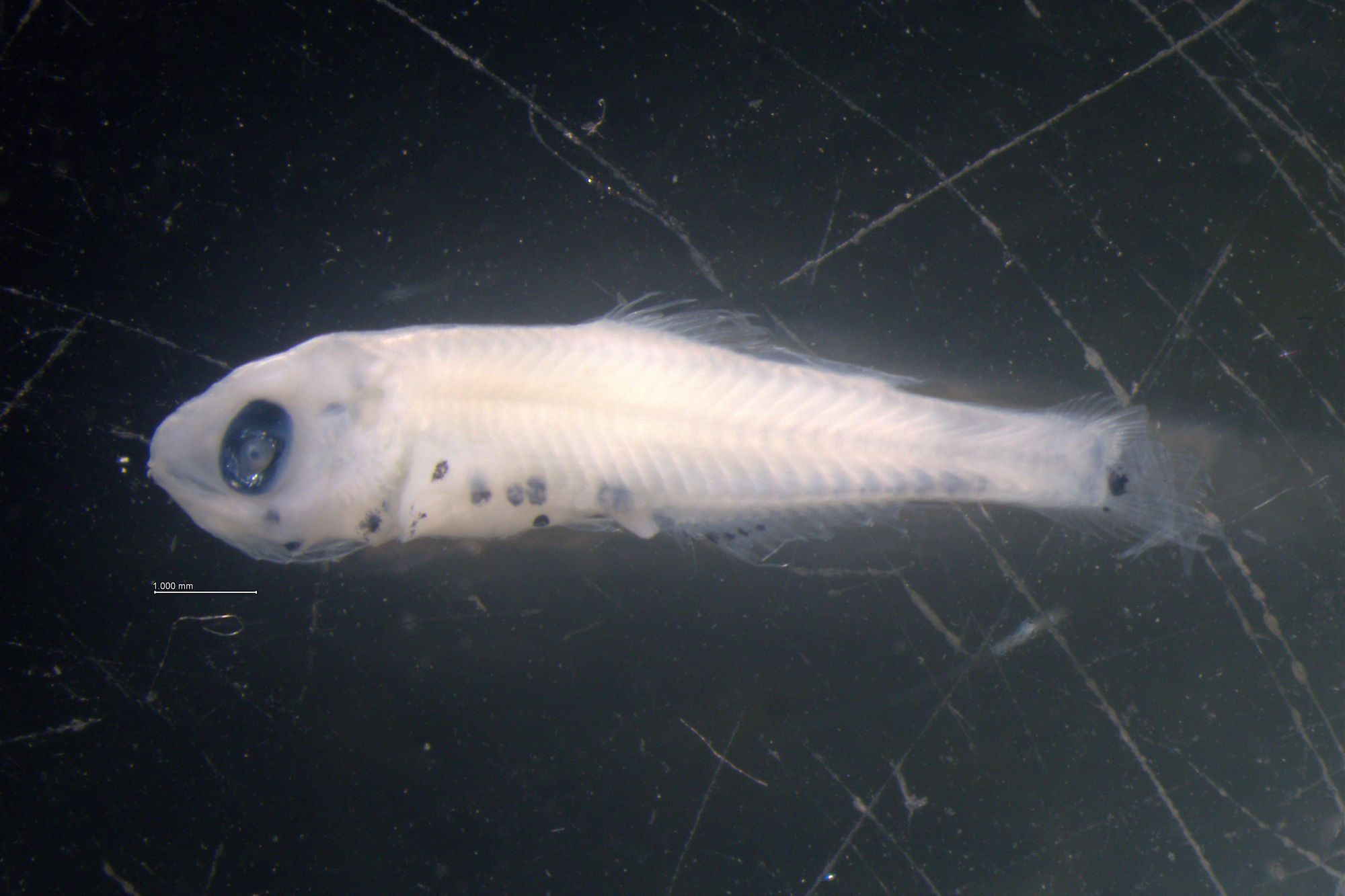 기후변화가 바꾼 어종 지도… 새 어류 7종, 올해도 국내 첫 확인