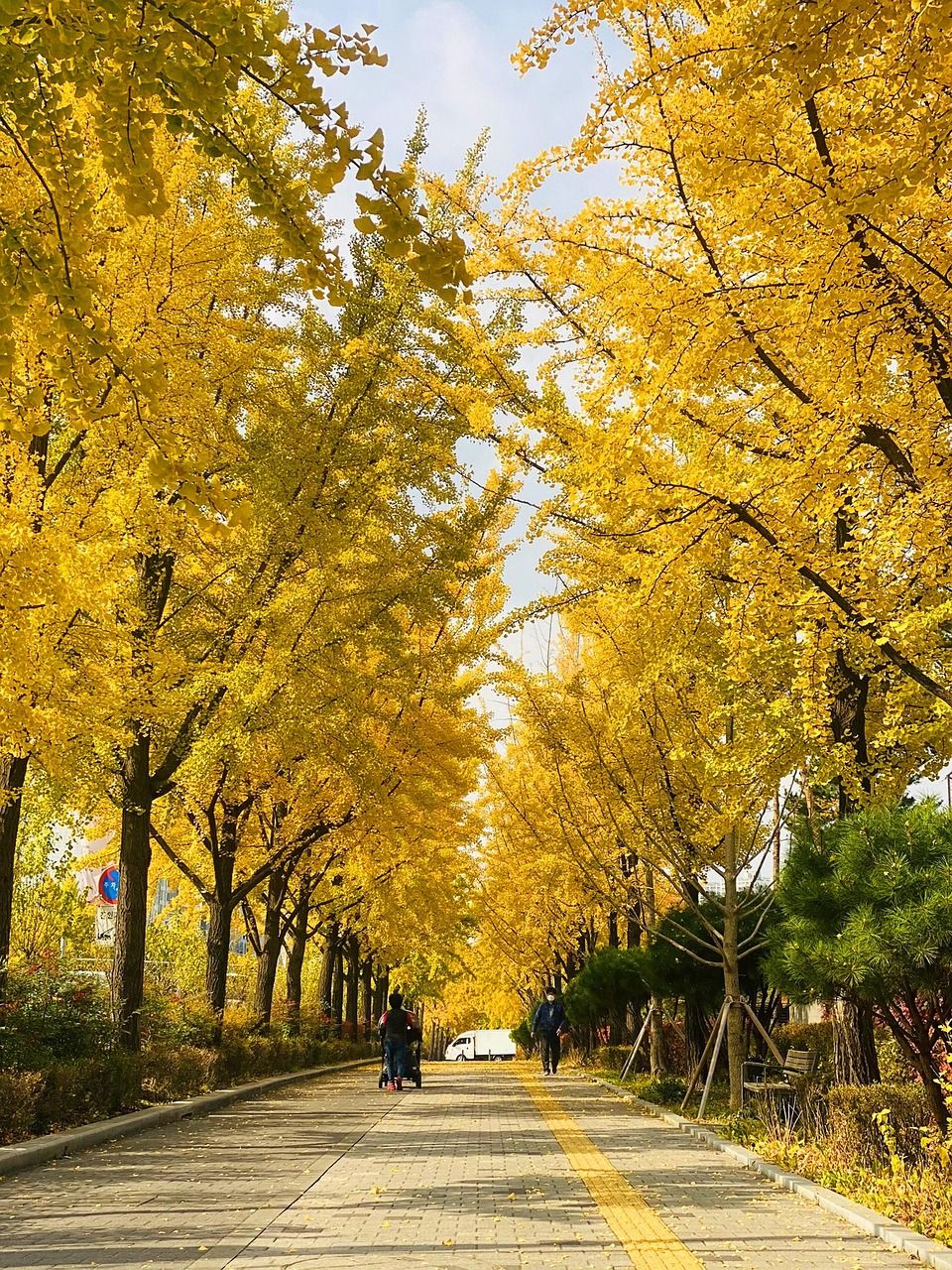 서울 가로수 5년 새 1만2000그루 줄었다… 공사로 인한 제거 70% 넘어