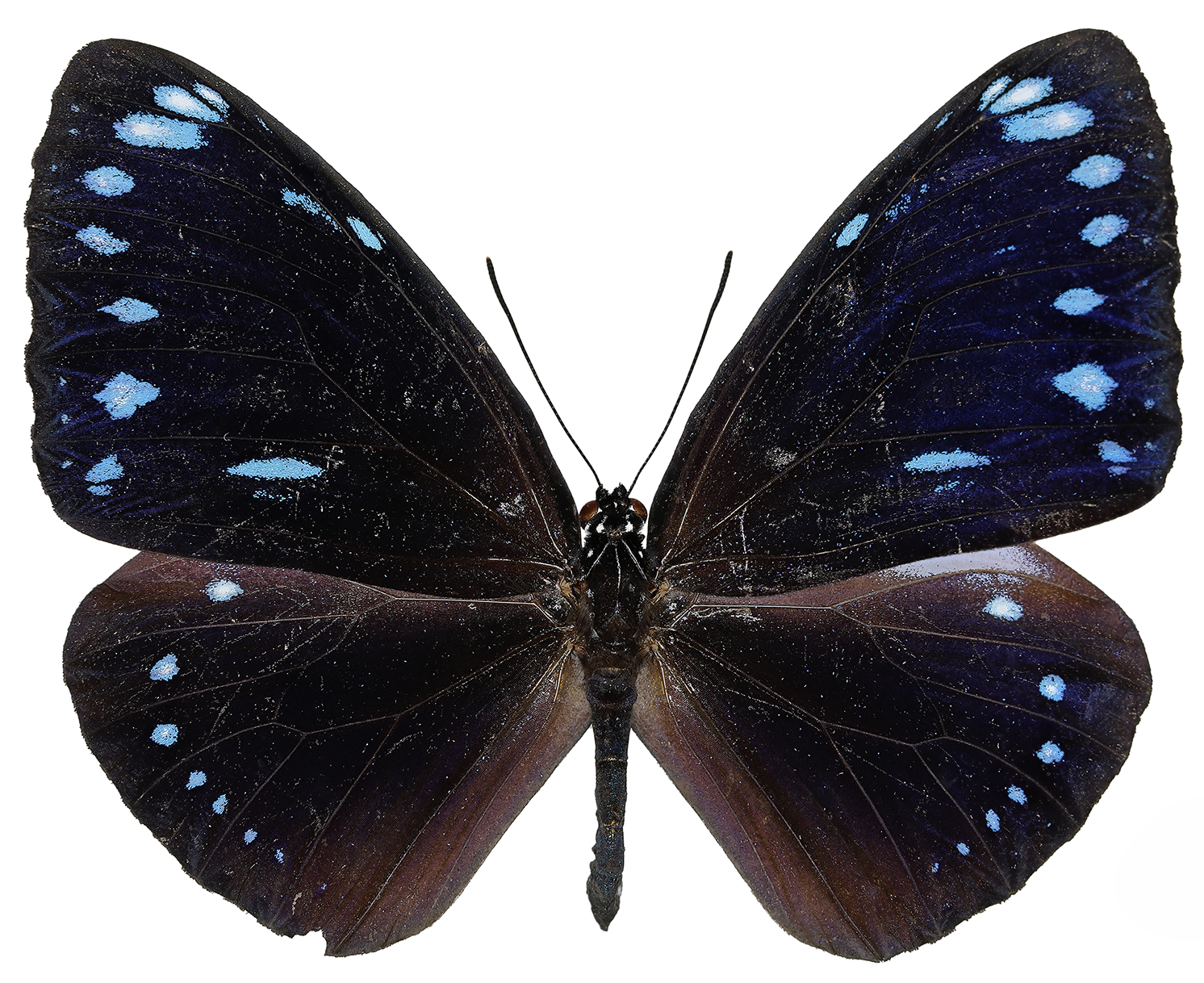 “45종 새로 확인”…한국 섬 생태계에 번지는 열대·아열대 곤충