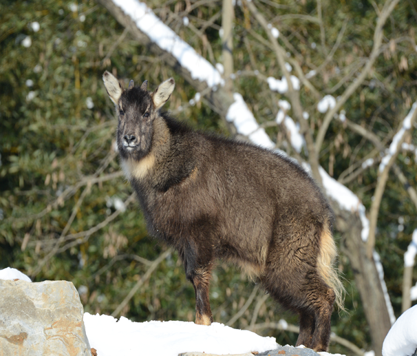기후변화 속에 ‘암벽의 영웅’ 산양, 다시 백두대간을 달리다