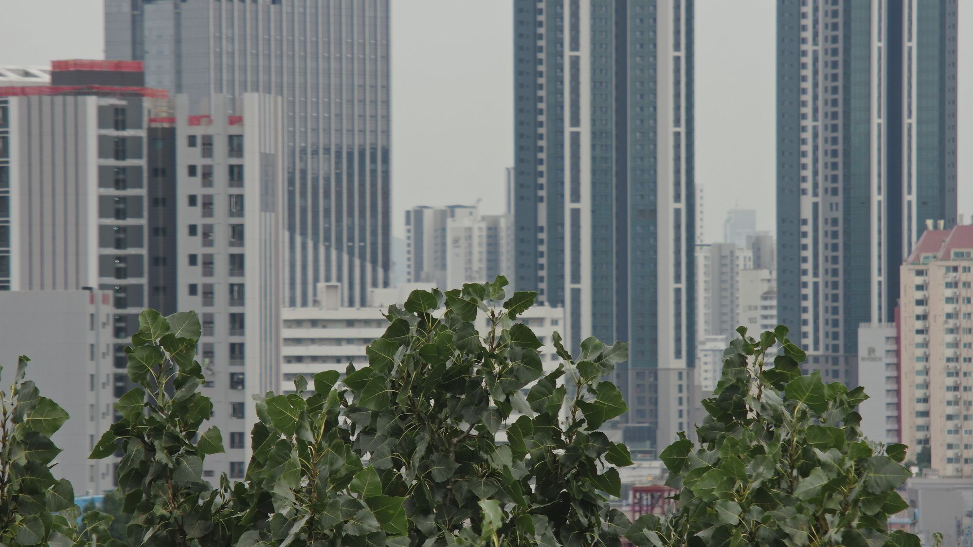 국내 최고 ‘거목’ 탄생…홍릉숲 노블포플러 38.97m