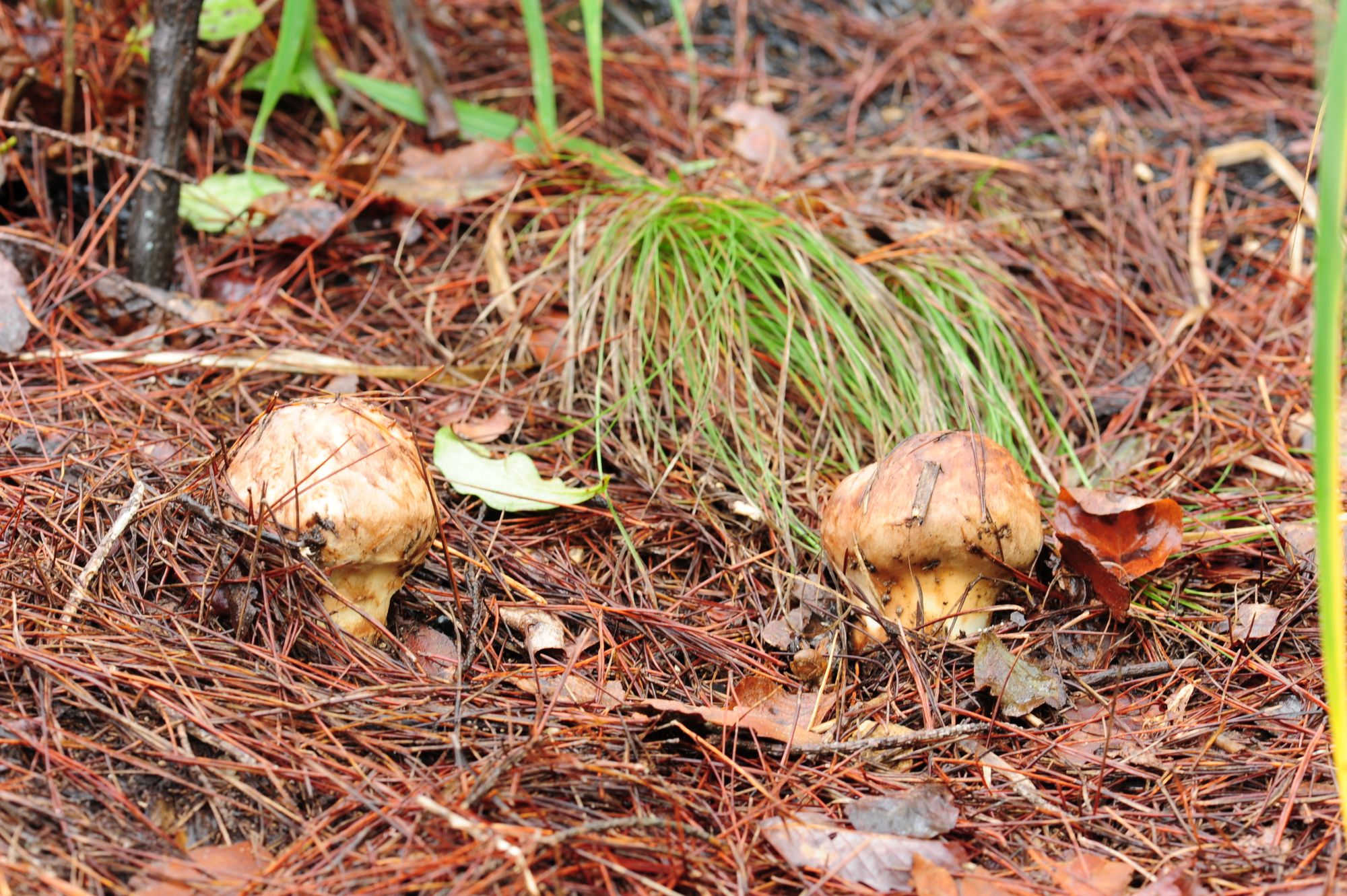 산불 땅에 다시 핀 송이… 고성서 ‘인공재배 송이’ 3년 연속 발생