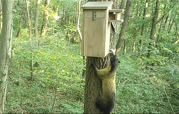 한려해상국립공원에서 ‘담비’ 첫 서식 확인…최상위 포식자 돌아왔다