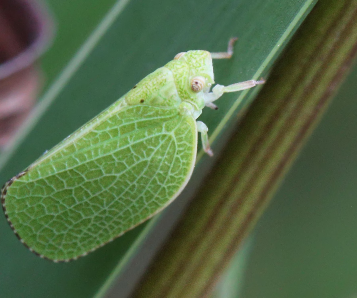 기온 2도 오르면 밀·쌀·옥수수 해충 피해 급증