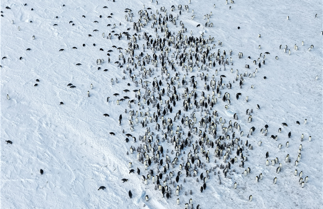 빙산에 막힌 번식길…쿨먼섬 황제펭귄 새끼 70% 급감