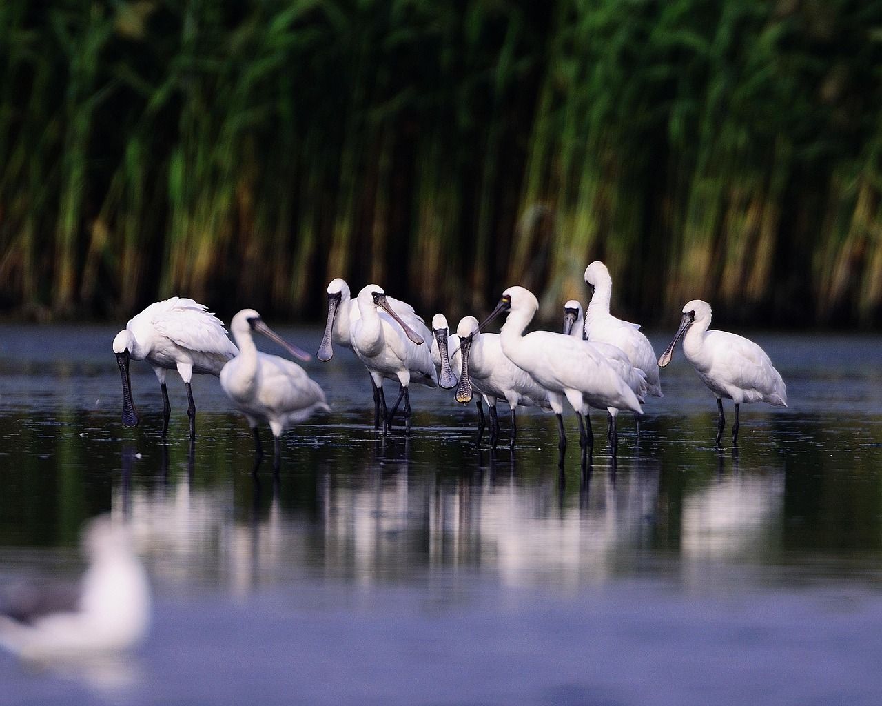 강화도 각시암 저어새 번식쌍수 1년 새 52% 증가...인조암 효과 입증