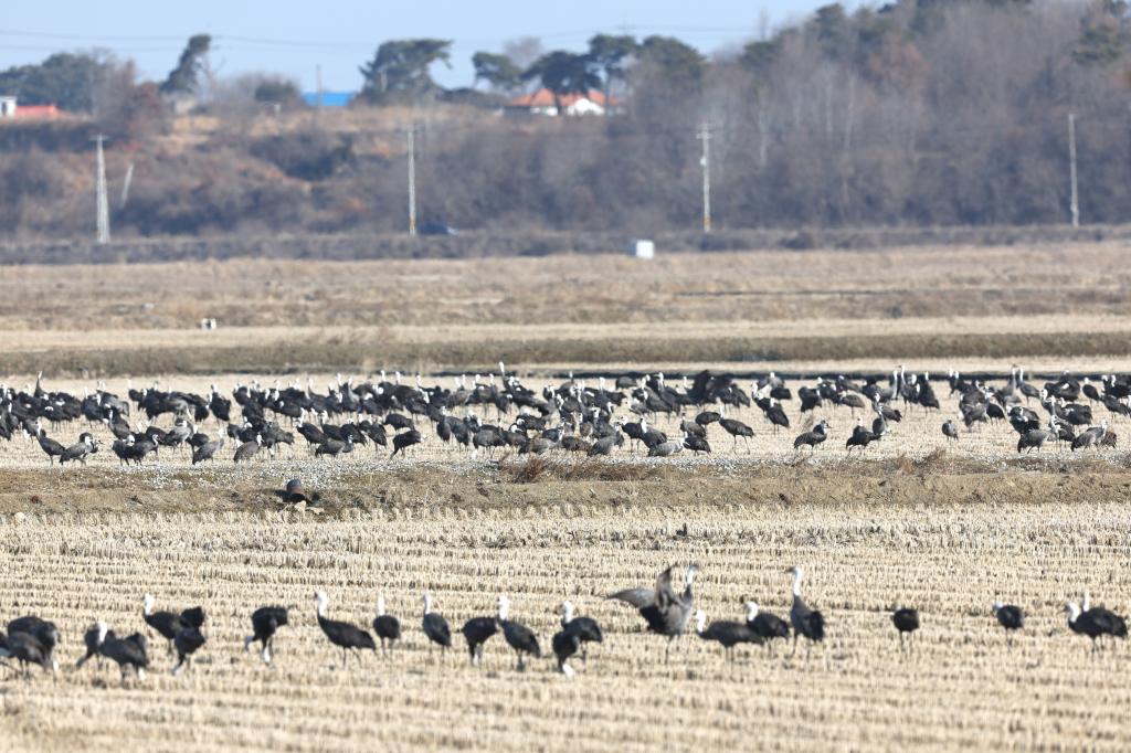 전 세계 흑두루미 70% 찾는 곳...서산 천수만