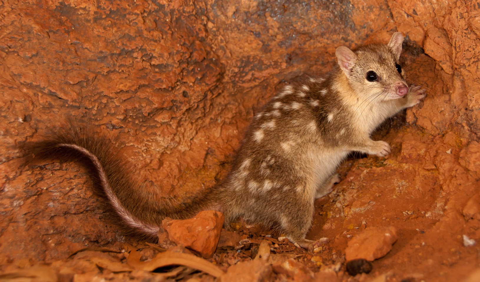 시드니 하버 10배 사라졌다… 호주 멸종위기종 서식지 대규모 훼손