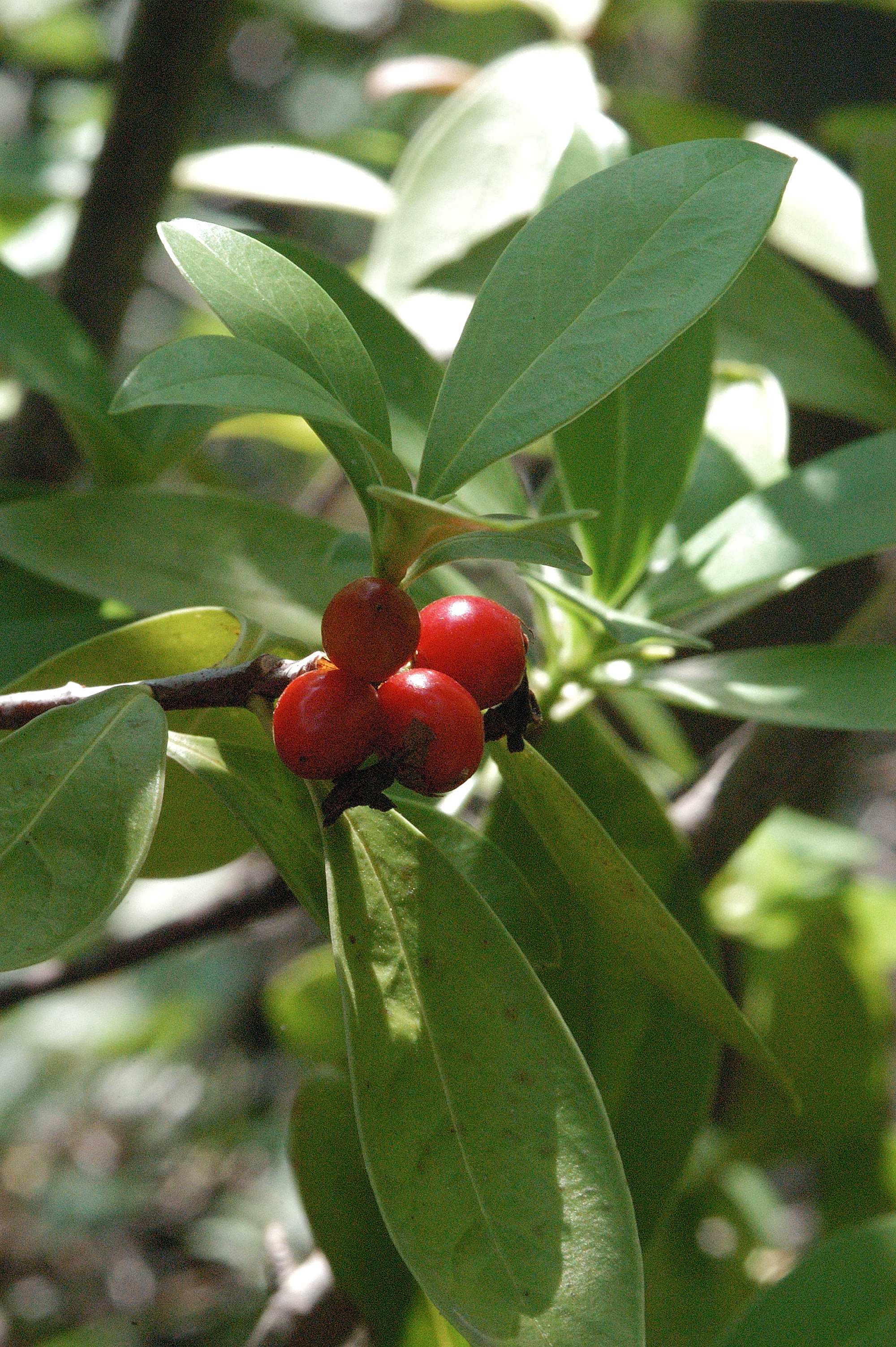 순백의 꽃과 달콤한 향…백서향, 새해 정원식물로 선정
