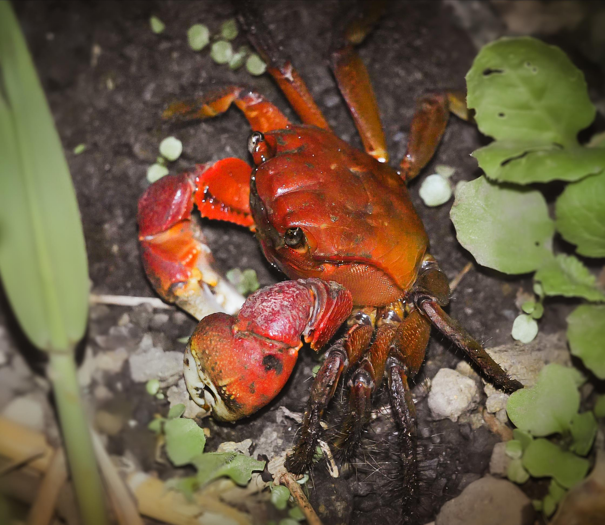 서해·남해·제주에 사는 멸종위기종, 붉은발말똥게