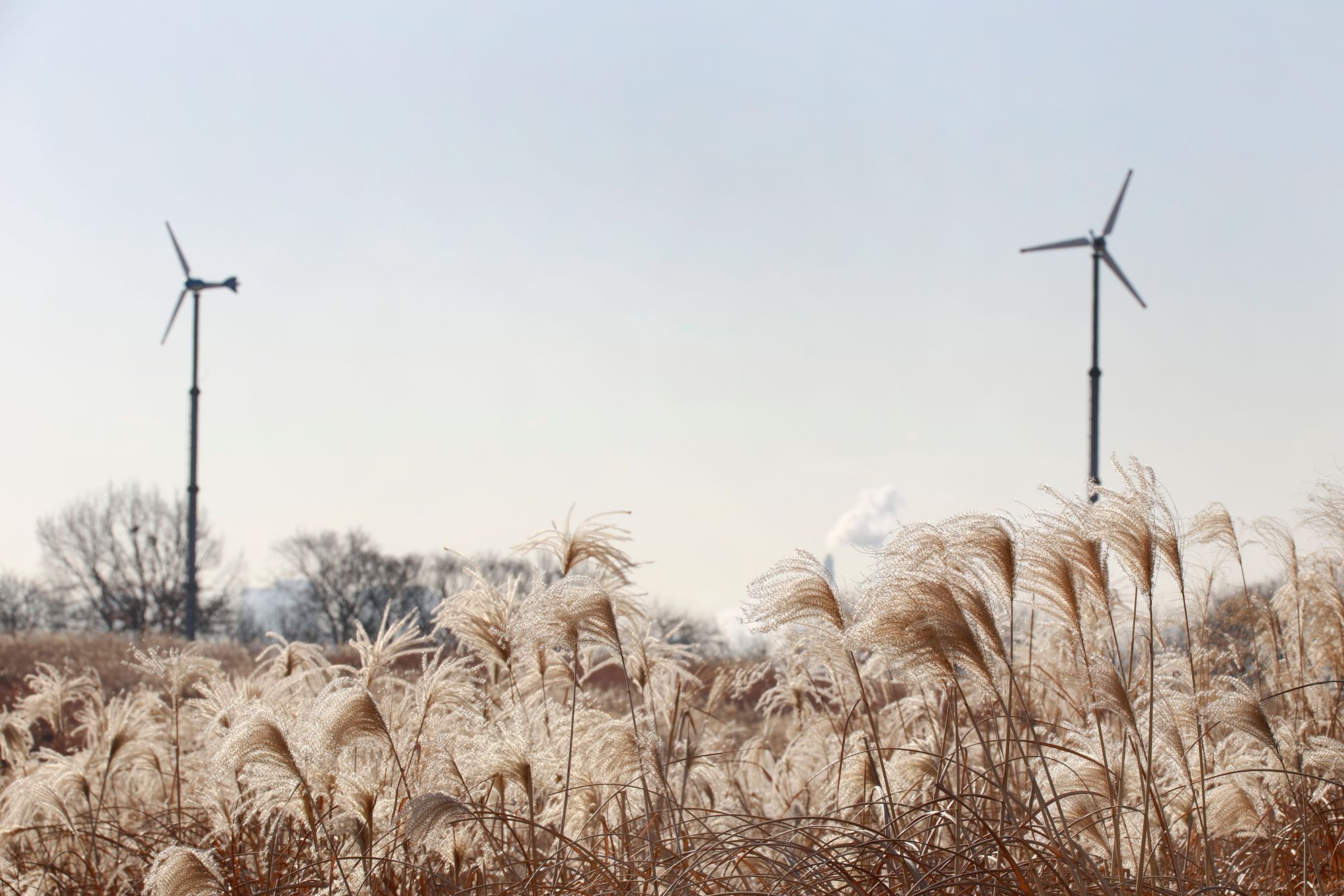 서울 하늘공원, 억새 겨울까지 남긴다… 23년 만의 관리 방식 전환