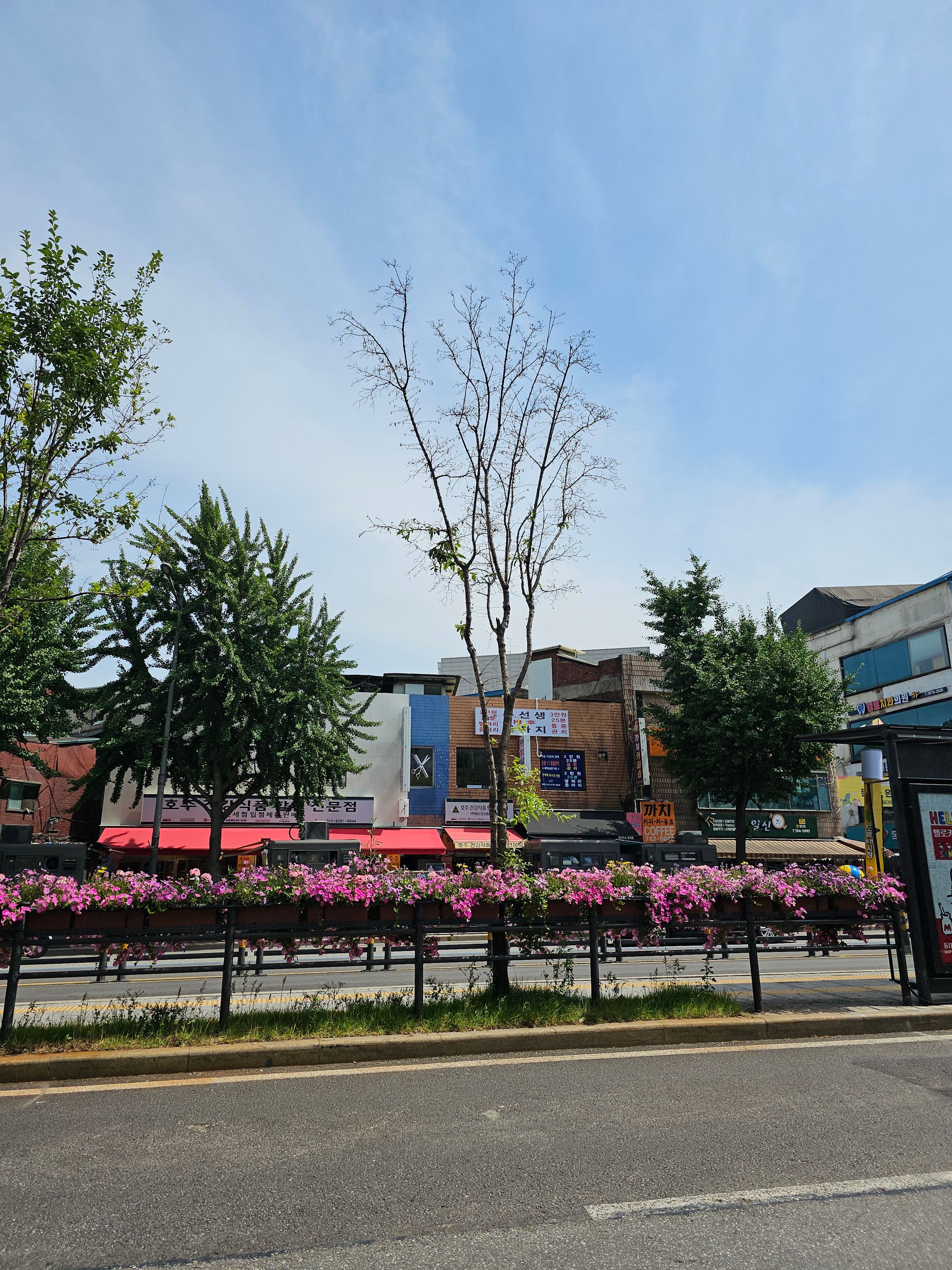 “눈 녹이려다 가로수 잡는다”... ‘제설제 독성’ 왕벚나무 생존율 33%까지 뚝