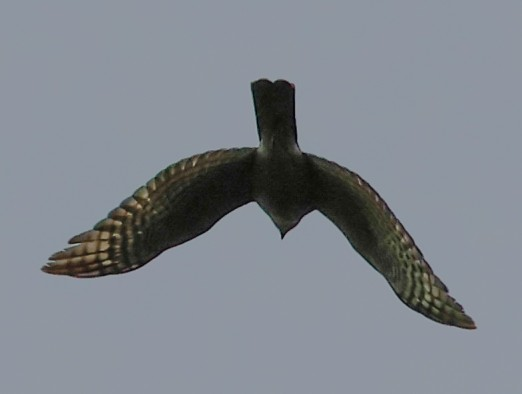 국립공원 습지 9곳서 멸종위기 야생생물 9종 발견… 람사르 습지 등재 검토