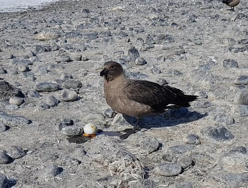 남극 상위 포식자 ‘도둑갈매기’, 번식지 따라 ‘먹이’ 달라졌다