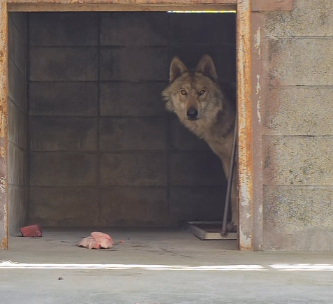 오월드 늑구 탈출 후폭풍…동물원 허가제 1년 앞당긴다