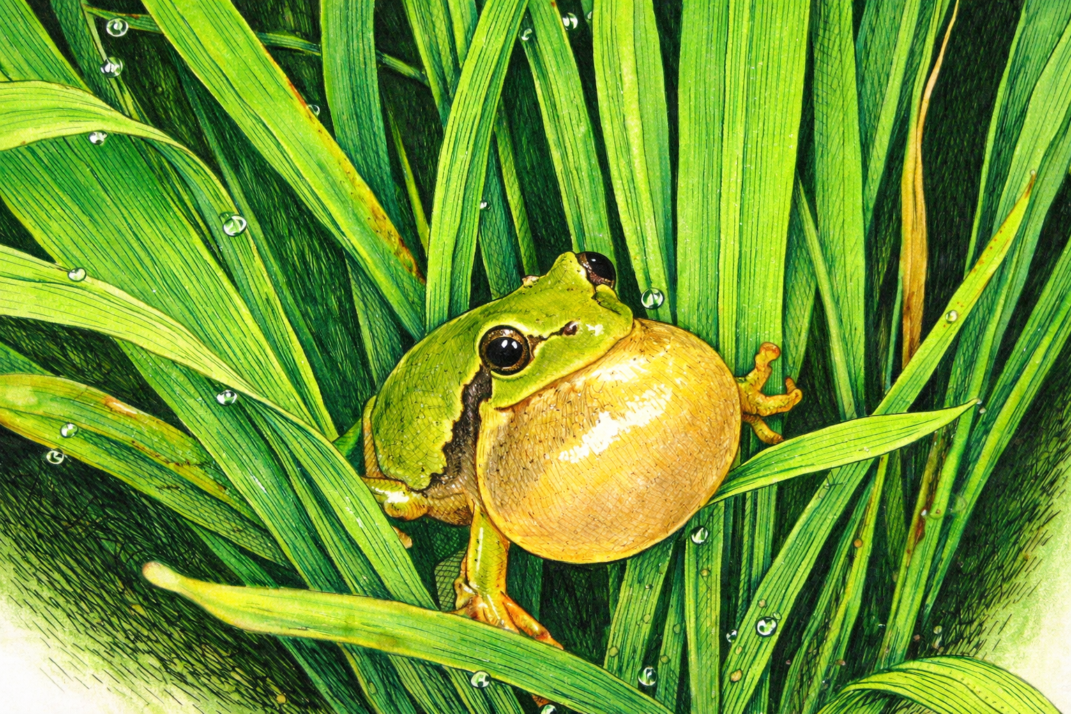 “청개구리인 줄 알았는데”…사라지는 ‘수원청개구리’
