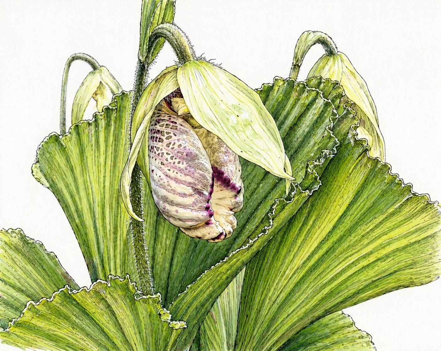 1년에 한 번 피는 희귀 난초 '광릉요강꽃'…광릉숲서 공개