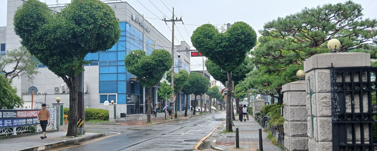 하트는 예쁜데, 나무는 괜찮을까…청주 ‘하트 가로수’의 두 얼굴